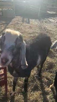 Great Pyrenees Guard Dog Puppies in Training
