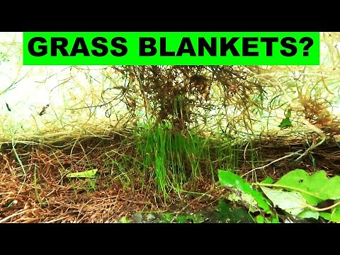 Do seed germination blankets actually work?