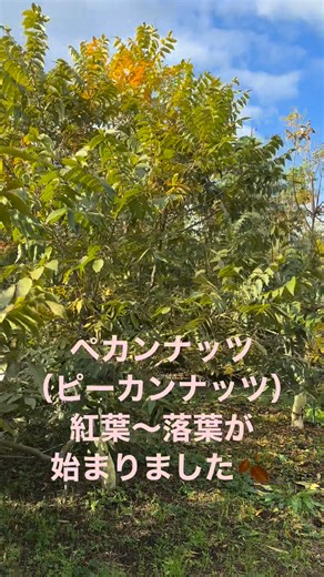 #ピーカンナッツ #ペカン #ナッツ #紅葉 #これから落葉します #露地栽培 #秋の風景 #ゆす村農園 | アボカド苗木 ゆす村農園 有限会社