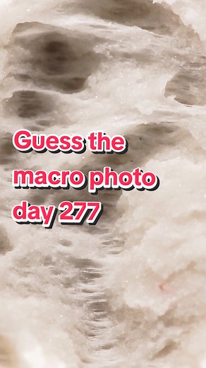 Can You Guess This Macro Photo? Day 277