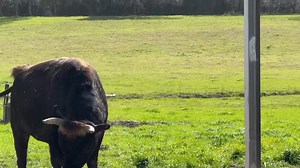 Chuck had to go | Ima Survivor Donkey and Farm Animal Sanctuary