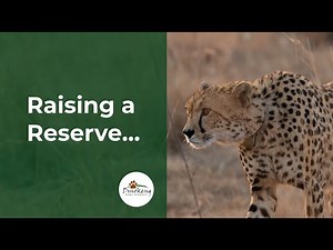 Dinokeng Game Reserve: Raising a Reserve