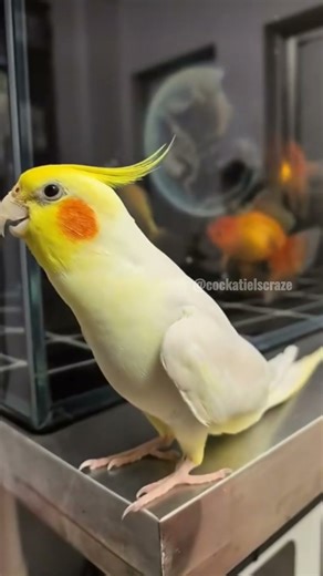 Cute Opera Singer 🎶🦜💖 #cockatielscraze #birdsinging #cutepets