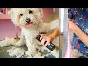 The most Polite Bolognese Ever ❤️ - Full Grooming
