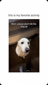 @DOG on Instagram: "do you ever think the dog riled ME up via @madjoeyyy"