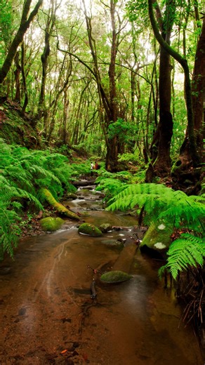 🌿 Explorar el Parque Nacional de Garajonay siempre es un buen plan ✨ | La Gomera, Islas Canarias