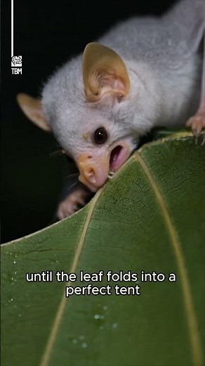 Bat That Turns Leaves Into Homes