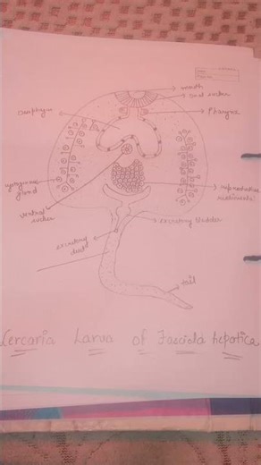 ## Cercaria larvae of fasciola hepatica ## #biology ## practical ## animal kingdom ##