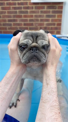 Pug in Pool 🥰 Dog swimming lesson #pug #pugs #dog