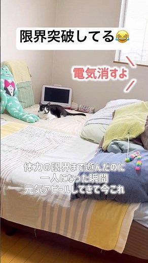 どんなオモチャを出しても遊ばなくなったのに一人になったら「まだ遊べる」アピールしてくる猫 #今これ #ハチワレ #ばんくん