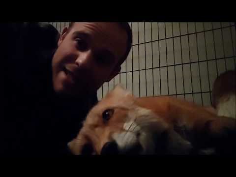 The many Sounds of a Red Fox.