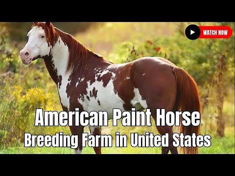 American Paint Horse Breeding Farm in United States For New Farmer