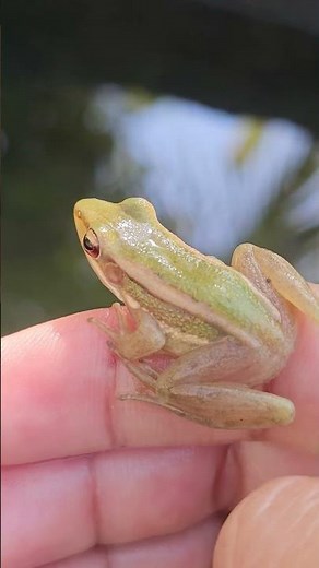 Common green frog amphibian