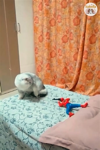 57K views · 522 reactions | The Ultimate Cat Funny Compilation #catfunnyvideo | Isabella | Facebook