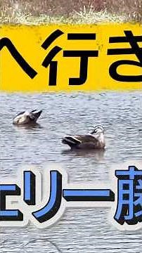 遠くへ行きたい/ジェリー藤尾 続きは本編動画をご覧ください