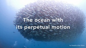 The ocean: so serene and yet so furious with perpetual motion. Why not capture all this zipping, bobbing, swinging and rocking on camera and submit your creation to the #MotionoftheOcean Video Contest? Every week, the best video will receive a COSMIQ Dive Computer! | Deepblu