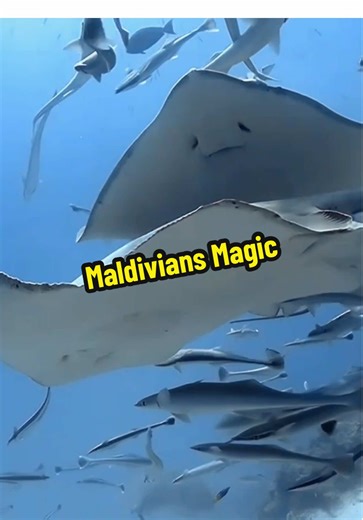 A close look at this playful & smiley creature. Super cute! ☺️ #Maldives #underwater #stingray #marinelife #scubadiving 🤿 #fyp 💕