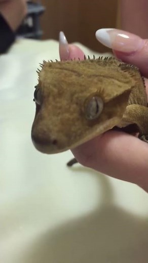 CRESTED GECKO CHIRPING