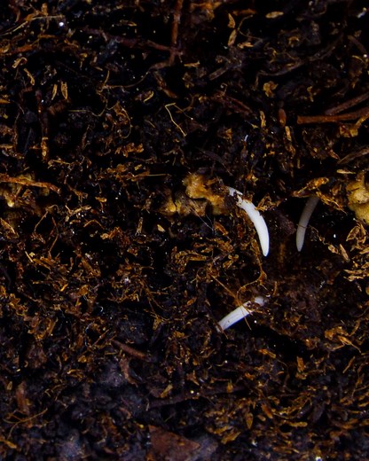 28K views · 204 reactions | Something extraordinary is sprouting.  KitchenAid® Color of the Year, ready to uproot 02.10.2022. | KitchenAid | Facebook