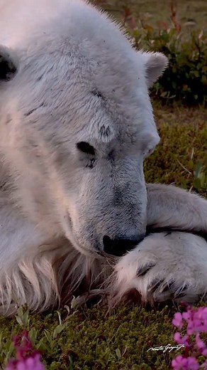 20K views · 2.7K reactions | Even the top predator isn’t safe from a...