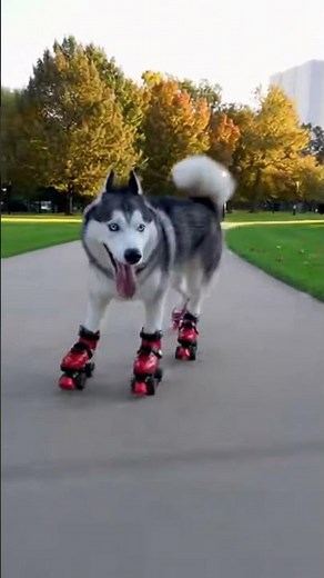 Epic Husky vs Cat Roller Battle – The Funniest Quad-Skate Chase!