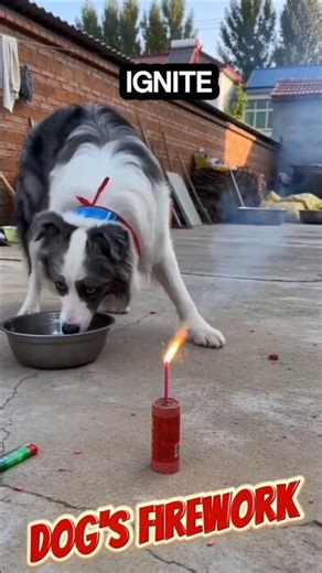 WHO GAVE THE DOG A LIGHTER? 🐕🔥 | Funniest Golden Retriever Firework Chaos & Epic Pets Fails #Funny