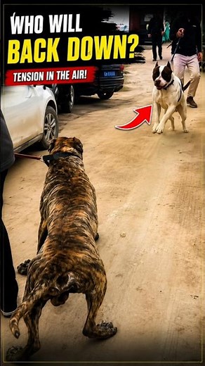 A powerful dog can't seem to take its eyes off the Presa Canario! 🐾🔥