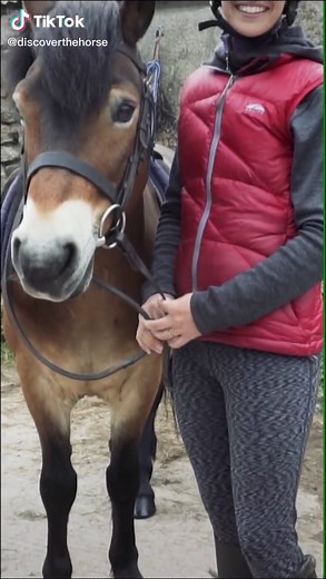 Best Pony Breed: Exmoor Pony Facts Revealed