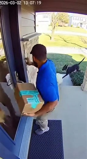 Dog Opens Door for Delivery Guy | 6 Neighborhood Dogs Run Inside House | Total Chaos | Subscribe 😂