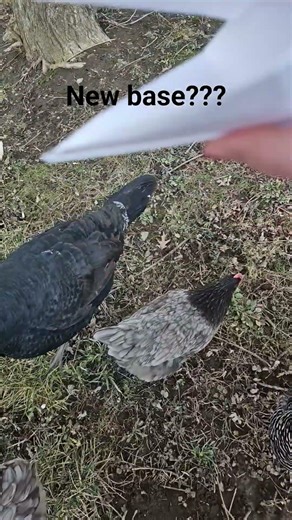 Its called a paper snapper if you wanna find a tutorial. #origami #dragonpuppets #chickens #outside