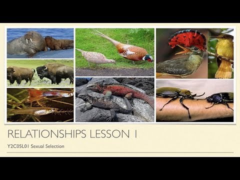 A-Level Psychology (AQA): Relationships - Sexual Selection