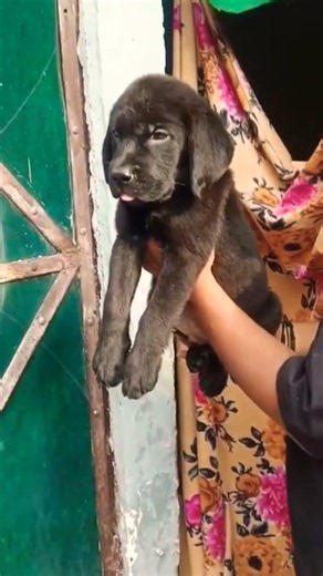 Call /WhatsApp: 8810623046🐶 KCI Quality Labrador Retriever Puppies Available Healthy & Vaccinated