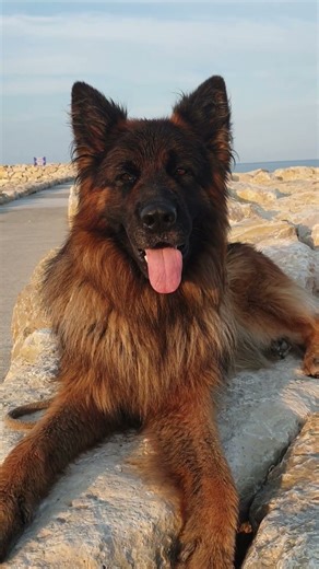 Cute German Shepherd