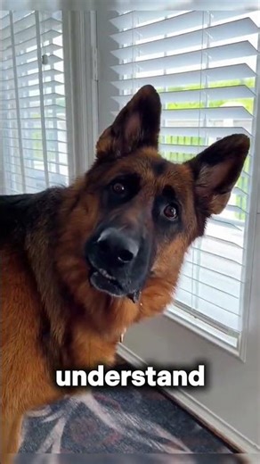 Do Dogs Actually Understand Human Language?