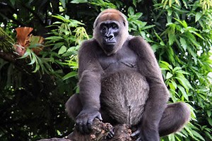 Facts About Cross River gorillas - Habitat, Diet, Population & Conservation