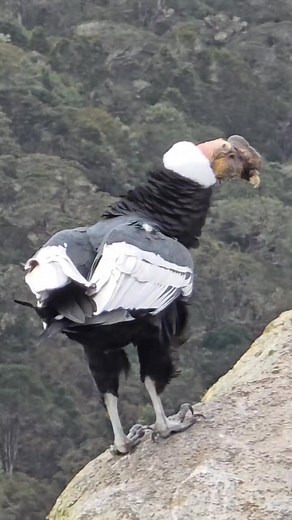 Cóndor de los Andes, el ave mas grande del mundo 😯 #fblifestyle | Diego Diaz