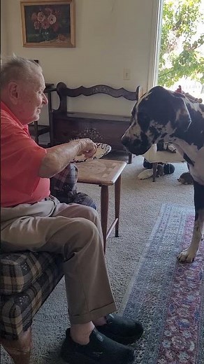 Great Dane Love Feeding Time at the Zoo
