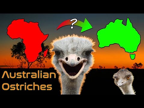The Wild History of Ostriches in Australia