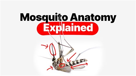 Mosquito Anatomy: How a Mosquito Finds You And How Repellents Interrupt the Process