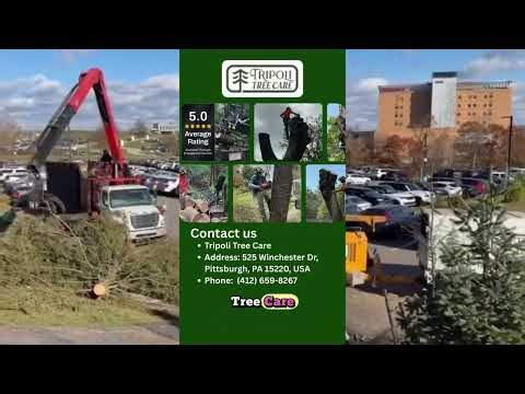 Best tree service in Pittsburgh, PA