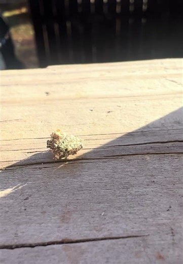 Lichen-covered lacewing larvae