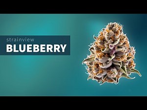 Blueberry - StrainView