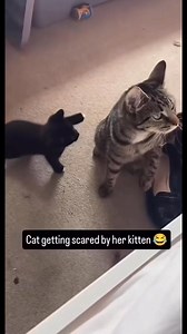 #cats | Cats little pretty