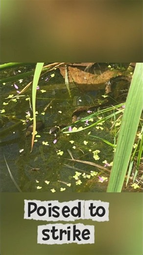 Snake strike! #snake #grasssnake #nature #wildlifepond #pond #hunter
