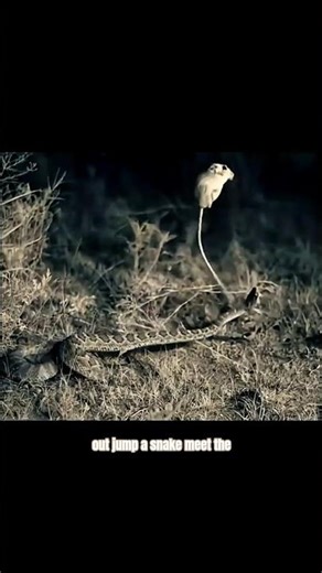Guess Who Wins?” #jerboa #kangaroorat #ninjacreatures #naturefacts #wildlife #desertlife
