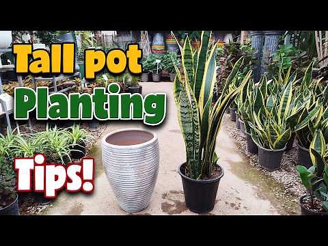 How to Plant Indoor Plants in a Tall Pot | Step-by-Step Guide