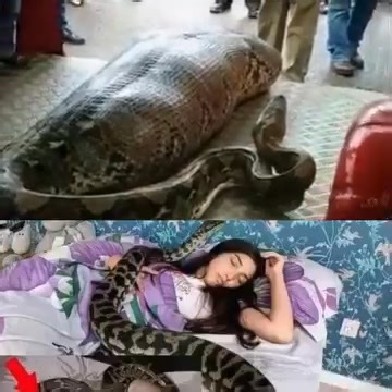 Woman slept with her Python every night, until the worst happened...see more | إتحاد طلاب كلية الحاسبات و المعلومات جامعة قناة السويس