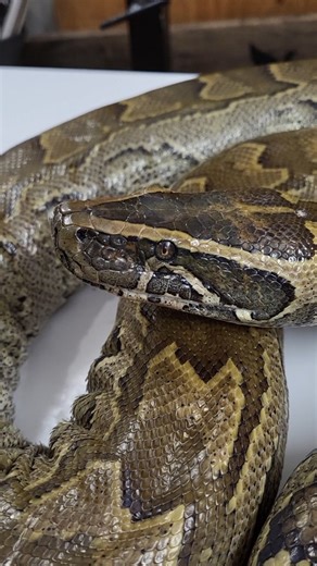 85 reactions · 10 comments | African Rock Python finally mounted for Snakeaholic. Thank you for trusting us with this challenging project. Now it’s time to babysit it for a few more days to make sure every wrinkle and muscle shape stays just right. #reptiletaxidermy #snaketaxidermy #pythontaxidermy #africanrockpython | Aix Taxidermy | Facebook