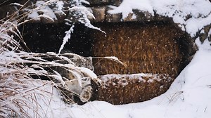 92K views · 2.2K reactions | These freezing temperatures may have us bundling up, but they’re just right for a snow leopard! ❄ Snow leopards are able to stay warm thanks to their thick fur which grows even longer in the winter, acting as insulation, along with their bushy tail that can wrap around their body for added warmth when resting. #SnowLeopard #SedgwickCountyZoo #SnowDay #Winter #DidYouKnow | Sedgwick County Zoo | Facebook
