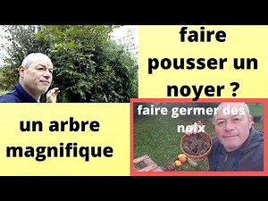 How to Grow a Walnut Tree (Answer to a Question)